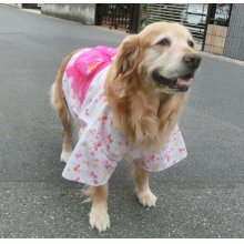 他の写真2: 【犬服】浴衣型紙（大型犬用）