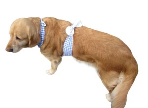 画像4: 【犬用】クールエプロン型紙・大型犬用（L）
