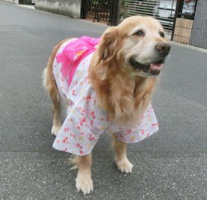 画像5: 【犬服】浴衣型紙（大型犬用）