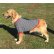 画像1: 犬服　Tシャツ型紙　大型犬用 (1)