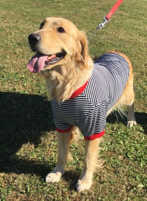 画像2: 犬服　Tシャツ型紙　大型犬用