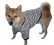 画像4: 犬服　Tシャツ型紙　小型犬〜中型犬用