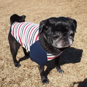 画像1: 犬服　ラグランTシャツ型紙　小型犬〜中型犬用