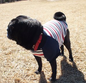 画像2: 犬服　ラグランTシャツ型紙　小型犬〜中型犬用
