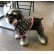 画像1: 犬服　デニムスカート付きTシャツ型紙　小型犬〜中型犬用 (1)