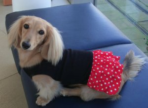 画像2: 犬服　ティアードワンピース型紙　小型犬〜中型犬用