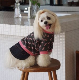 画像2: 犬服　デニムスカート付きTシャツ型紙　小型犬〜中型犬用