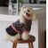 画像2: 犬服　デニムスカート付きTシャツ型紙　小型犬〜中型犬用 (2)