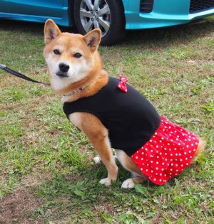 画像3: 犬服　ティアードワンピース型紙　小型犬〜中型犬用