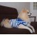 画像3: 犬服　セーラーカラータンクトップ型紙　小型犬〜中型犬用 (3)