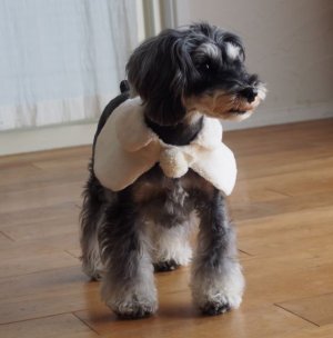 画像1: 犬服　ケープ型紙　小型犬〜中型犬用