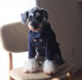 犬服　ピーコート型紙　小型犬〜中型犬用