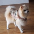 犬服　おでかけコート型紙　小型犬〜中型犬用