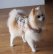 画像1: 犬服　おでかけコート型紙　小型犬〜中型犬用 (1)