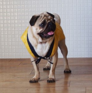 画像2: 犬服　ちゃんちゃんこ型紙　小型犬〜中型犬用