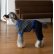 画像1: 犬服　カバーオール型紙　小型犬〜中型犬用 (1)