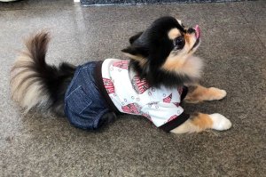 画像3: 犬服　カバーオール型紙　小型犬〜中型犬用