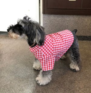 画像3: 犬服　ボタンダウンシャツ型紙　小型犬〜中型犬用