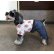画像2: 犬服　カバーオール型紙　小型犬〜中型犬用 (2)