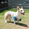 犬服　キャップスリーブタンクトップ型紙　小型犬〜中型犬用