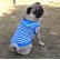 画像1: 犬服　セーラーカラータンクトップ型紙　小型犬〜中型犬用 (1)