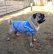 画像2: 犬服　セーラーカラータンクトップ型紙　小型犬〜中型犬用 (2)