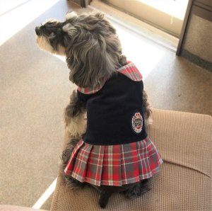 画像1: 犬服　プリーツワンピースコート型紙　小型犬〜中型犬用