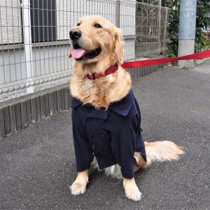 画像2: 犬服　ピーコート型紙　大型犬用