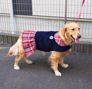 画像2: 犬服　プリーツワンピースコート型紙　大型犬用