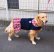 画像2: 犬服　プリーツワンピースコート型紙　大型犬用 (2)