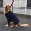 犬服　ピーコート型紙　大型犬用