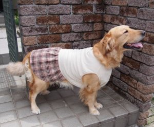 画像3: 犬服　ギャザーワンピース型紙　大型犬用