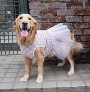 画像1: 犬服　チュールワンピース型紙　大型犬用