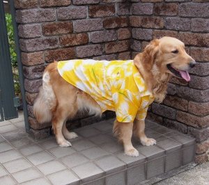 画像2: 犬服　アロハシャツ型紙　大型犬用