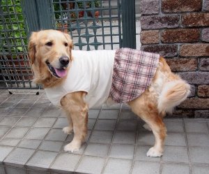 画像1: 犬服　ギャザーワンピース型紙　大型犬用