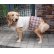 画像1: 犬服　ギャザーワンピース型紙　大型犬用 (1)