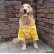 画像3: 犬服　アロハシャツ型紙　大型犬用 (3)