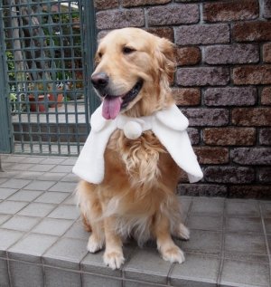 画像1: 犬服　ケープ型紙　大型犬