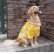 画像1: 犬服　アロハシャツ型紙　大型犬用 (1)
