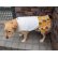 画像3: 犬服　ティアードワンピース型紙　大型犬用 (3)