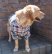 画像2: 犬服　ボタンダウンシャツ型紙　大型犬用 (2)