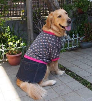 画像1: 犬服　デニムスカート付きTシャツ型紙　大型犬用