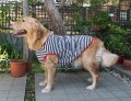 犬服　タンクトップ型紙（パイピング仕様）　大型犬用