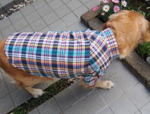 画像3: 犬服　ボタンダウンシャツ型紙　大型犬用