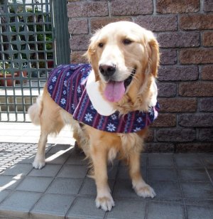 画像2: 犬服　おでかけコート型紙　大型犬用