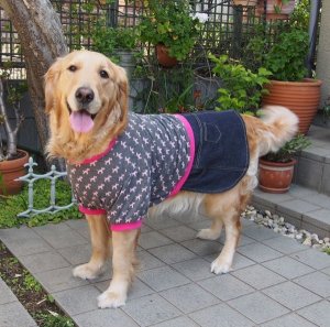 画像2: 犬服　デニムスカート付きTシャツ型紙　大型犬用