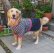 画像2: 犬服　デニムスカート付きTシャツ型紙　大型犬用 (2)