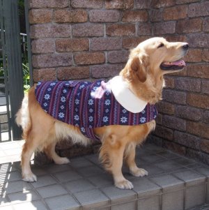 画像1: 犬服　おでかけコート型紙　大型犬用