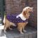 画像1: 犬服　おでかけコート型紙　大型犬用 (1)
