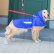 画像1: 犬服　レインコート型紙　大型犬用 (1)